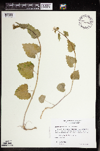 Alliaria petiolata image