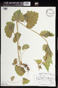 Alliaria petiolata image
