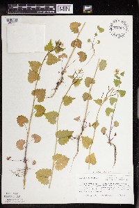 Alliaria petiolata image