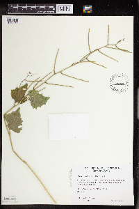 Alliaria petiolata image