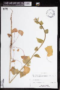 Alliaria petiolata image