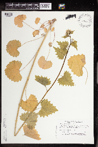 Alliaria petiolata image