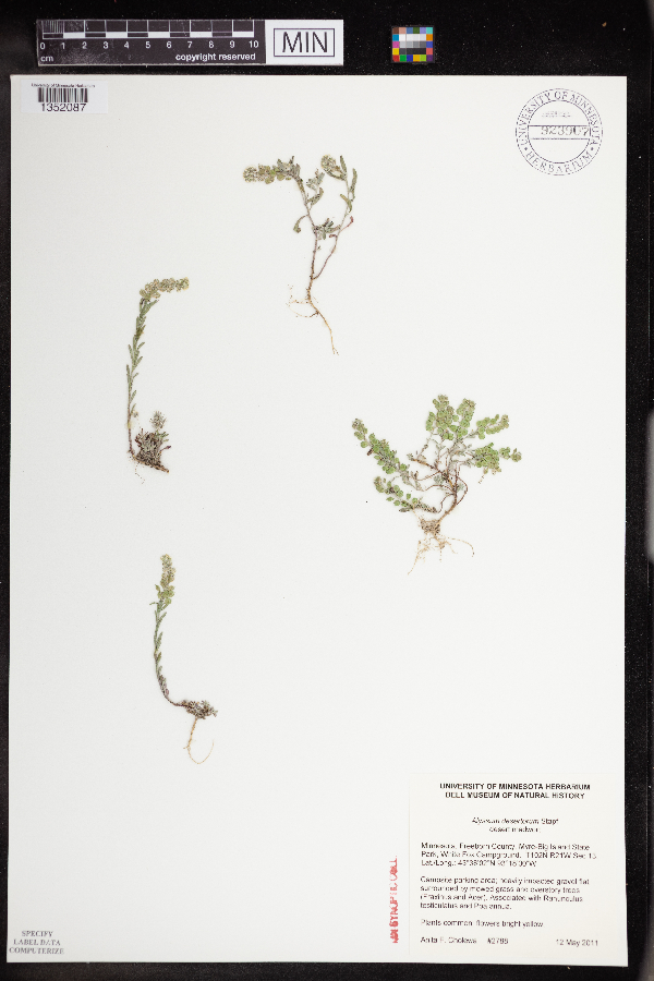 Alyssum desertorum image