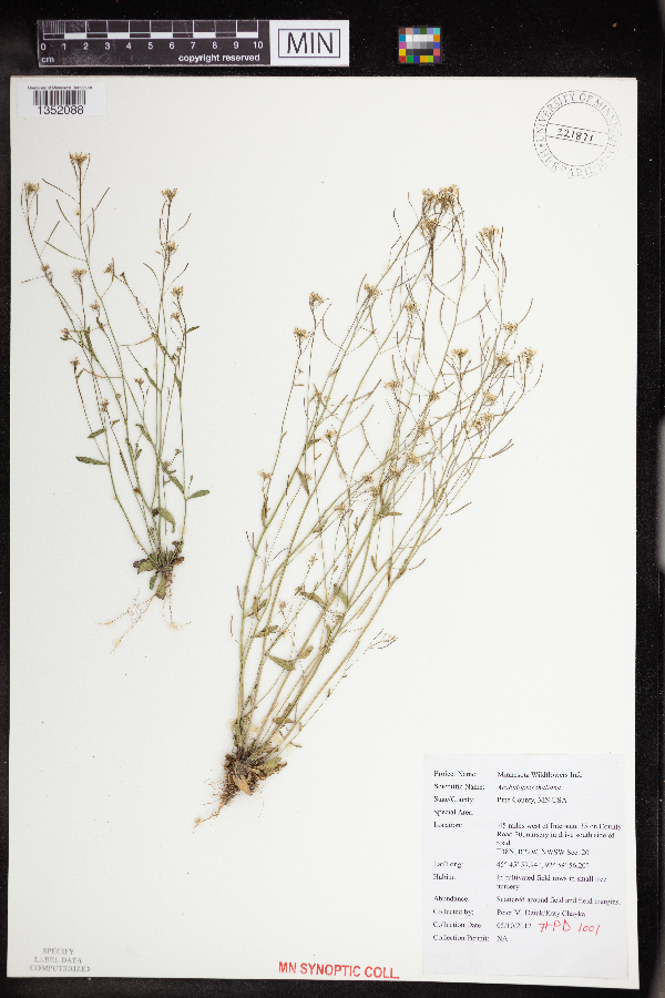 Arabidopsis thaliana image