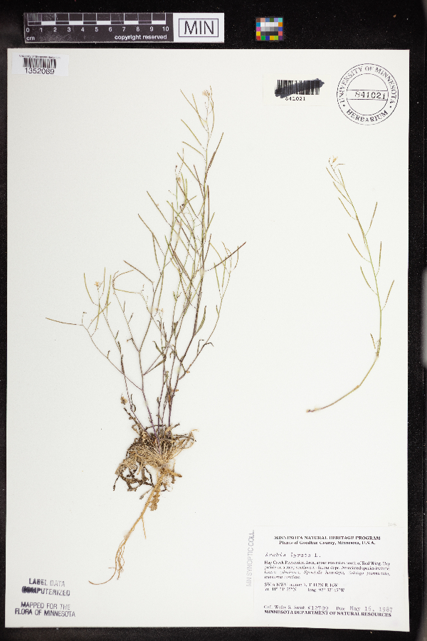 Arabidopsis lyrata image