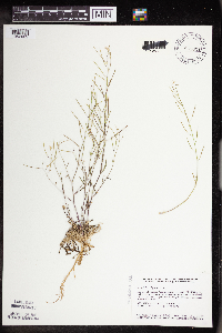 Arabidopsis lyrata subsp. lyrata image
