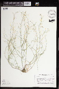 Arabidopsis lyrata subsp. lyrata image
