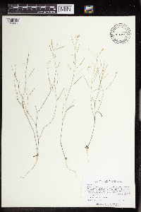 Arabidopsis lyrata subsp. lyrata image