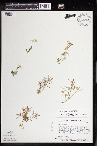 Arabidopsis lyrata subsp. lyrata image