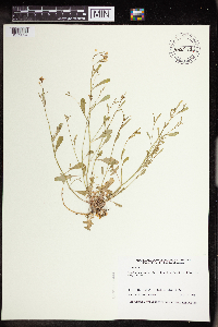 Arabidopsis lyrata subsp. lyrata image