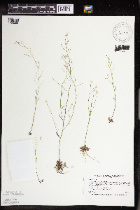 Arabidopsis lyrata subsp. lyrata image