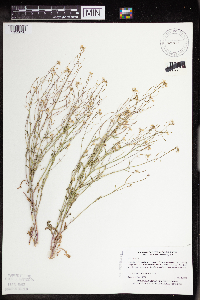 Arabidopsis lyrata subsp. lyrata image