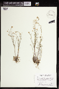 Arabidopsis lyrata subsp. lyrata image
