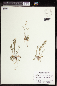 Arabidopsis lyrata subsp. lyrata image
