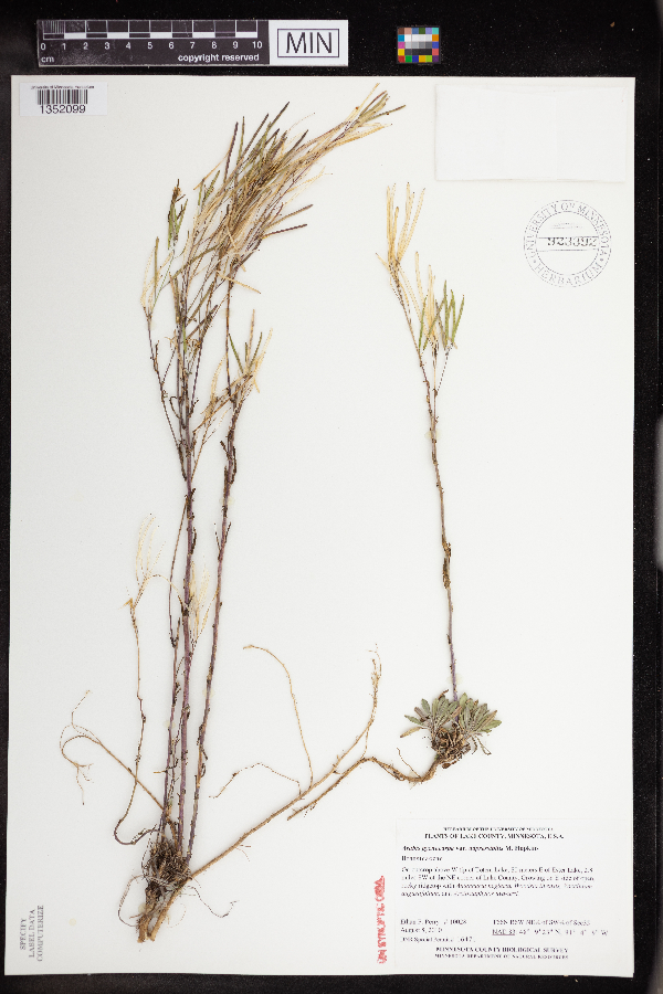 Arabis pycnocarpa var. adpressipilis image