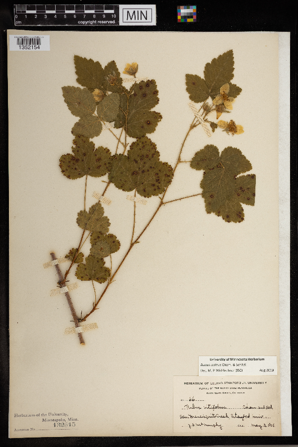 Rubus ursinus image