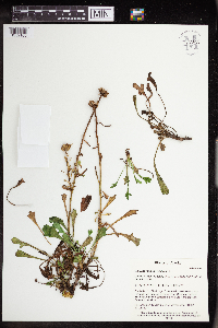 Thumbnail image of current specimen