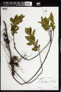 Rhamnus alnifolia image