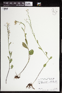 Cardamine bulbosa image