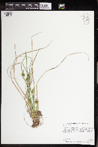 Carex viridula image
