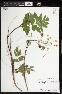 Pastinaca sativa image