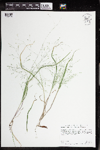 Panicum capillare image