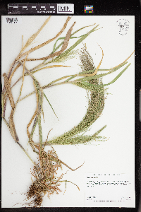 Panicum capillare image