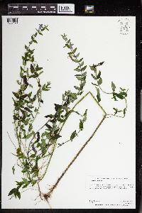 Scutellaria galericulata image