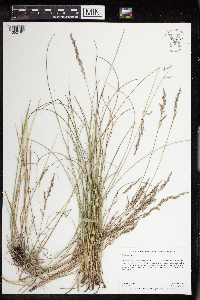 Poa arida image