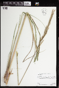 Spartina pectinata image