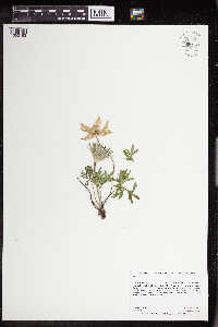 Anemone patens image