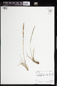 Triglochin maritima image
