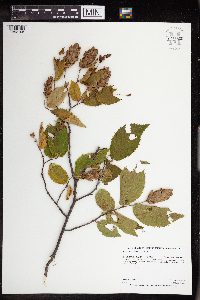 Ostrya virginiana image