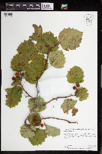 Crataegus submollis image