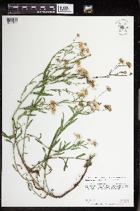 Boltonia asteroides image