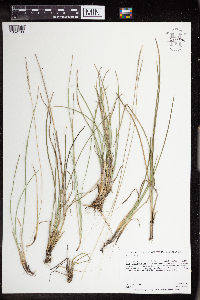 Poa arida image