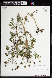 Bidens frondosa image