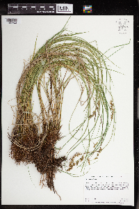 Thumbnail image of current specimen