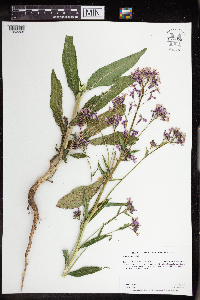 Hesperis matronalis image