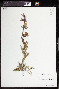 Penstemon albidus image