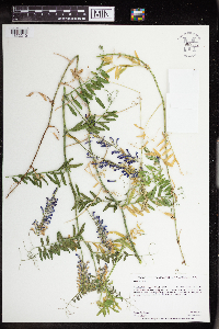 Vicia villosa image