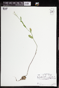 Cardamine bulbosa image
