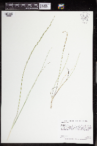 Triglochin palustris image