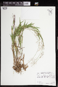 Dichanthelium acuminatum image