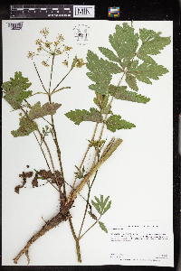 Pastinaca sativa image
