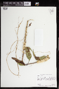 Cuscuta glomerata image