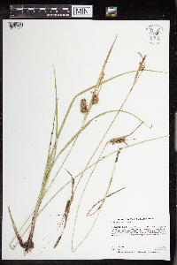 Carex hystericina image