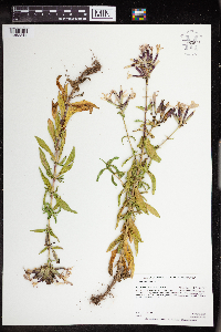 Saponaria officinalis image