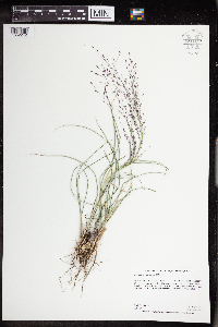 thumbnail image of current specimen