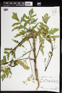 Pastinaca sativa image